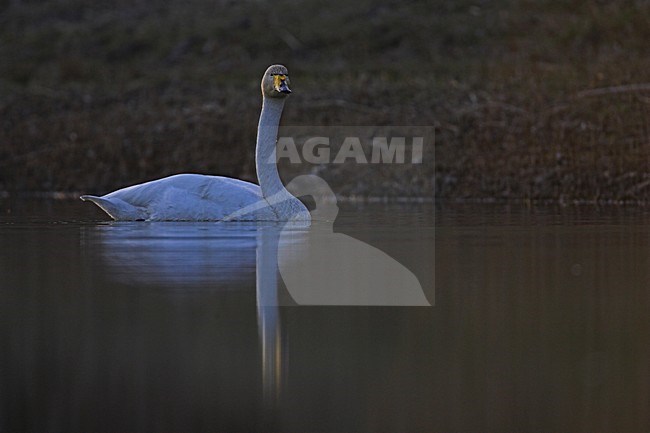 Zwemmende Wilde Zwaan; Whooper Swan swimming stock-image by Agami/Menno van Duijn,