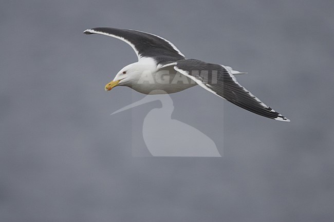 Grote Mantelmeeuw, Great Black-backed Gull stock-image by Agami/Daniele Occhiato,