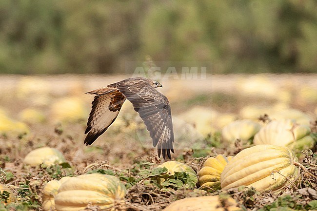 Steppe Buzzard (Buteo buteo vulpinus) flying over pumpkin field near Yotvata, Negev, Israel. stock-image by Agami/Marc Guyt,