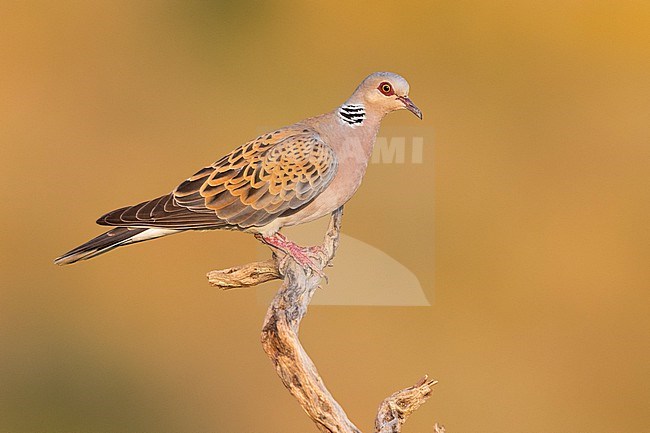 European Turtle Dove (Streptopelia turtur), side view of an adult male perched on a branch, Campania, Italy stock-image by Agami/Saverio Gatto,