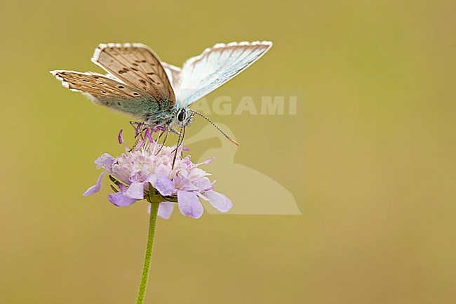 Bleek blauwtje / Chalk-hill Blue (Polyommatus coridon) stock-image by Agami/Wil Leurs,