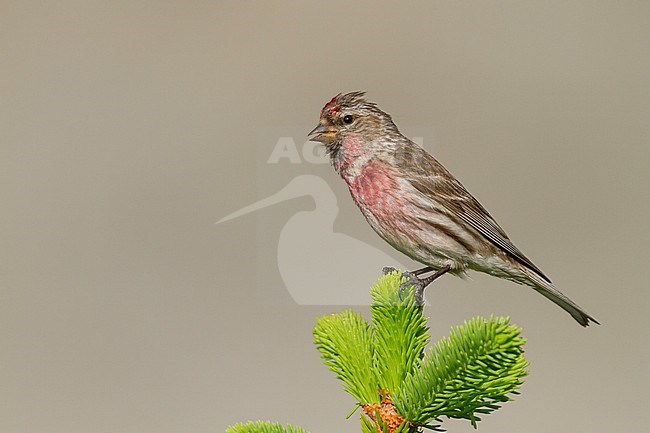 Lesser Redpoll - Alpen-Birkenzeisig - Carduelis cabarett, Slovakia, adult male stock-image by Agami/Ralph Martin,