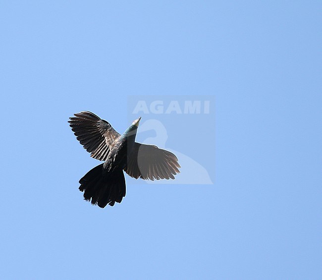 White-faced Cuckoo-Dove (Turacoena manadensis) in flight over Togean Island, Togian Islands in the Gulf of Tomini, Sulawesi. stock-image by Agami/James Eaton,