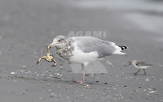 American Herring Gull, Larus smithsonianus, adult with Crab at Stone Harbor, New Jersey, USA stock-image by Agami/Helge Sorensen,