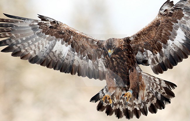 Steenarend in vlucht, Golden Eagle in flight stock-image by Agami/Markus Varesvuo,