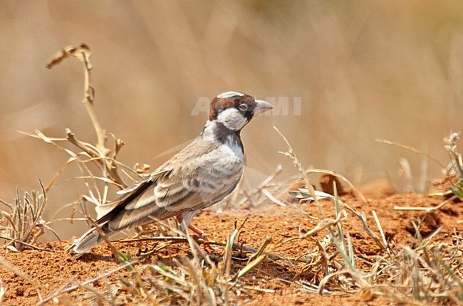 Bruinkapvinkleeuwerik, Fischer's Sparrow-Lark stock-image by Agami/Roy de Haas,