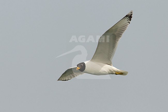 Gabbiano di Pallas; Great Black-headed Gull; Ichthyaetus ichthyaetus stock-image by Agami/Daniele Occhiato,