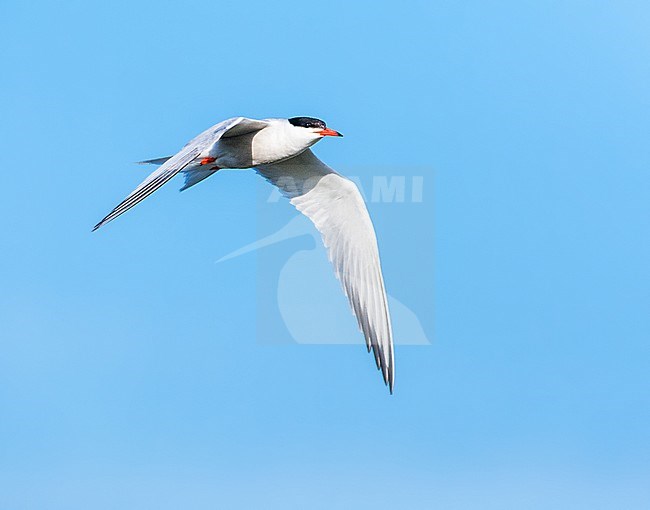 Adult Common Tern (Sterna hirundo) flying over freshwater pond near Skala Kalloni on the Mediterranean island of Lesvos, Greece, against a perfect blue sky. stock-image by Agami/Marc Guyt,