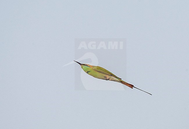 Little Green Bee-eater (Merops orientalis orientalis) in flight with folded wings, looking like a colorful dart arrow stock-image by Agami/Marc Guyt,