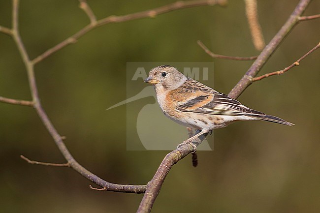 Brambling - Bergfink - Fringilla montifringilla, Germany, 1st cy female stock-image by Agami/Ralph Martin,