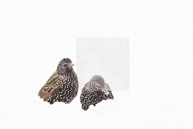 Winter plumaged Common Starling standing in the snow. stock-image by Agami/Menno van Duijn,
