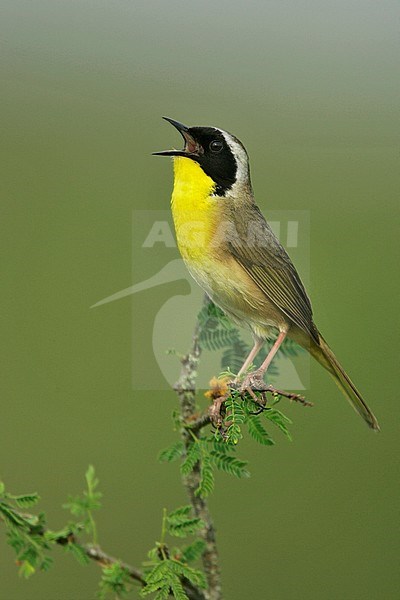 Adult male
Galveston Co., TX
April 2005 stock-image by Agami/Brian E Small,