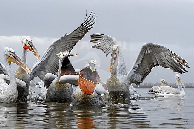 Dalmatian Pelican (Pelecanus crispus) feeding on fish on lake Kerkini in Greece. stock-image by Agami/Marcel Burkhardt,