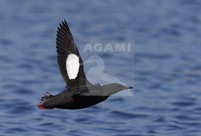 Adult summer plumaged Black Guillemot (Cepphus grylle grylle) at Hirsholmene in Denmark. Bird flying low over the seawater of the Danish North sea. stock-image by Agami/Helge Sorensen,