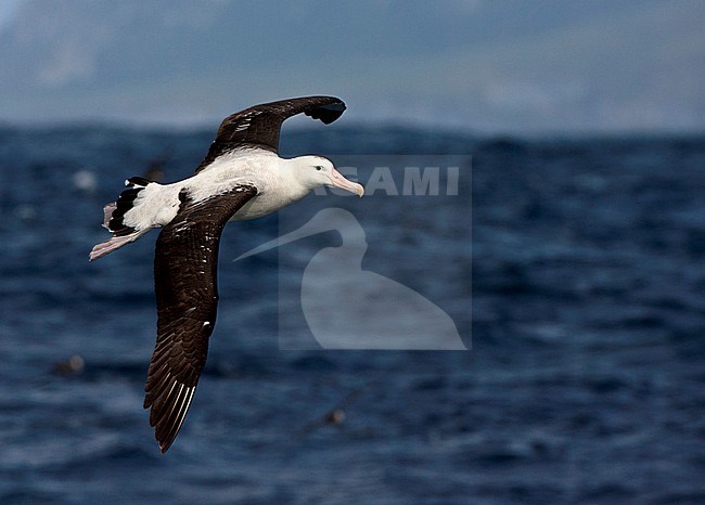 Adult of the critically endangered Tristan Albatross (Diomedea dabbenena) in flight at sea off Gough island. Shearwaters in the background. stock-image by Agami/Marc Guyt,