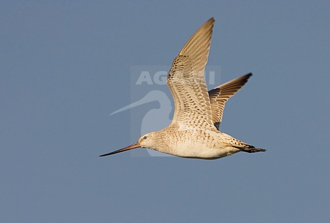 Vliegend vrouwtje Rosse Grutto; Flying female Bar-tailed Godwit stock-image by Agami/Arie Ouwerkerk,