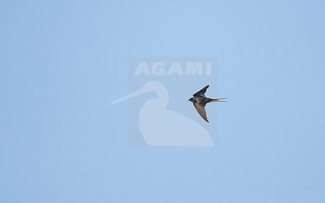 Barn Swallow (Hirundo rustica erythrogaster), in flight showing upperside at Key West, Florida stock-image by Agami/Helge Sorensen,