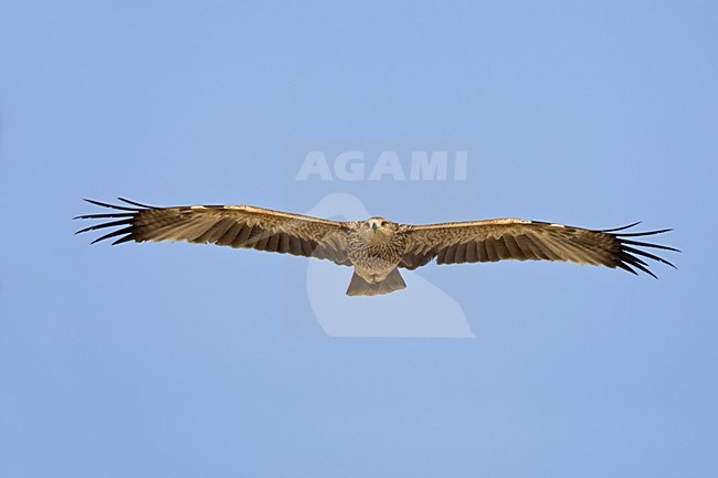 Keizerarend in vlucht; Asian Imperial Eagle in flight stock-image by Agami/Daniele Occhiato,