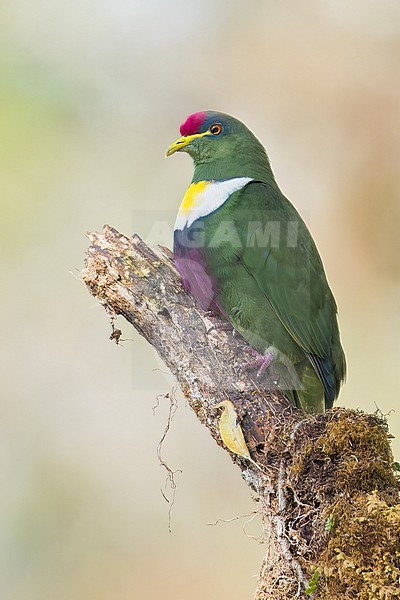 White-bibbed Fruit Dove (Ptilinopus rivoli) perched on a branch in Papua New Guinea. stock-image by Agami/Glenn Bartley,