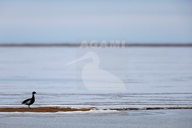 Zwarte Rotgans; Black Brent; stock-image by Agami/Chris van Rijswijk,