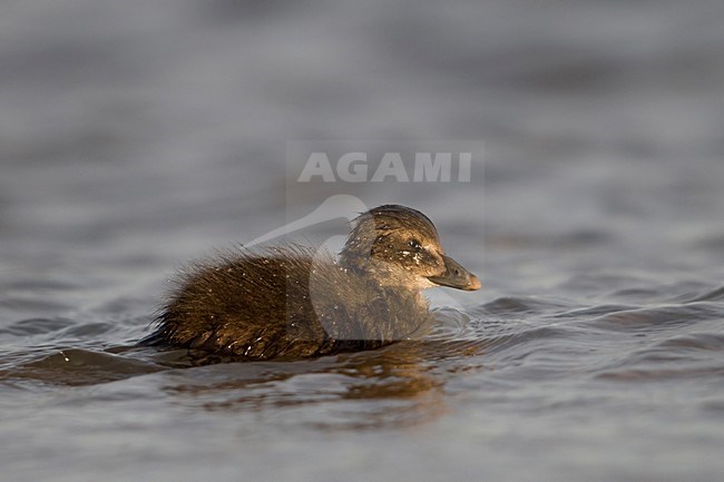 Eider jong zwemmend; Common Eider young swimming stock-image by Agami/Han Bouwmeester,