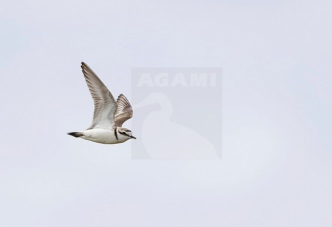 Adult male Kentish Plover (Charadrius alexandrinus) flying past along the coast at Rømø in Denmark. Seen from the side. stock-image by Agami/Helge Sorensen,