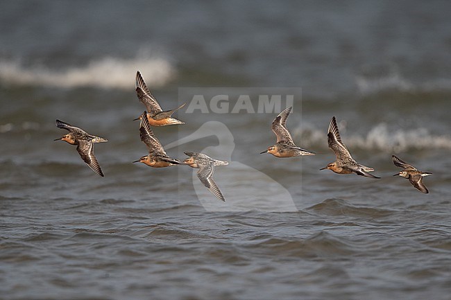 Flock of adult Red Knot (Calidris canutus) flying over water during migration at Blåvandshuk, Denmark stock-image by Agami/Helge Sorensen,