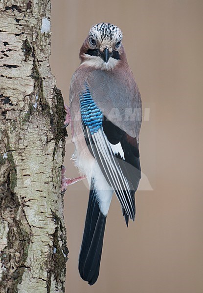 Gaaizittend tegen boomstam; Eurasian Jay perched against tree trunc stock-image by Agami/Han Bouwmeester,