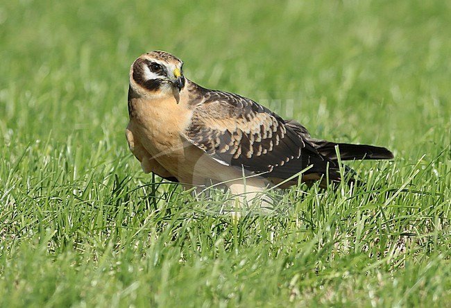 Pallid harrier (Circus macrourus) immature female standing in a Dutch meadow, seen from the side. stock-image by Agami/Fred Visscher,