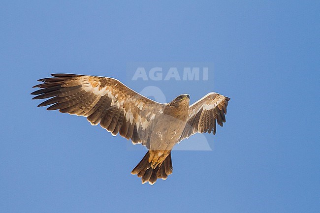 Steppe Eagle - Steppenadler - Aquila nipalensis, Oman, 3rd cy stock-image by Agami/Ralph Martin,