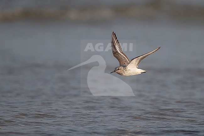 Adult Sanderling (Calidris alba) in flight over water at Blåvandshuk, Denmark stock-image by Agami/Helge Sorensen,