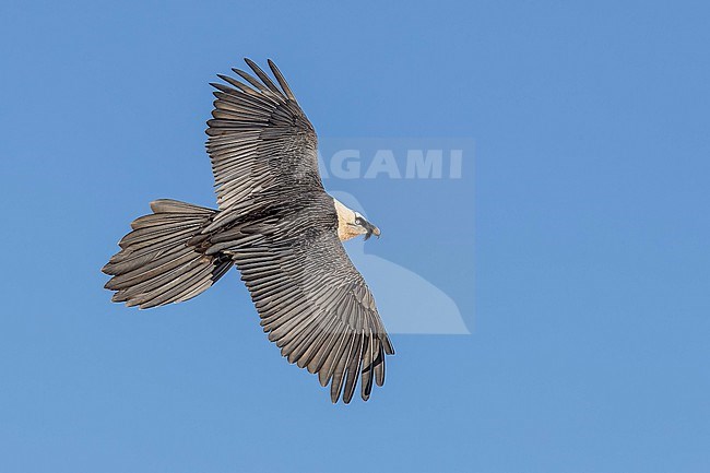 Adult  Bearded Vulture (Gypaetus barbatus) flying against blue sky  in the swiss alps. stock-image by Agami/Marcel Burkhardt,