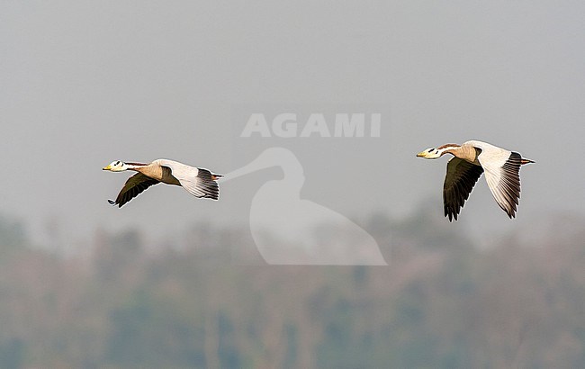 Wintering Bar-headed Goose (Anser indicus) in Asia. stock-image by Agami/Marc Guyt,