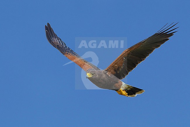 Adult 
Hidalgo Co., TX
March 2014 stock-image by Agami/Brian E Small,