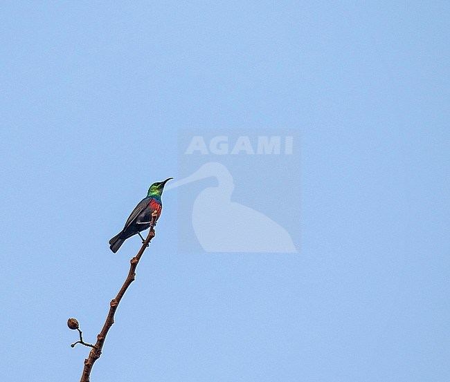 Male Hofmann's Sunbird, Cinnyris hofmanni, in Tanzania. stock-image by Agami/Pete Morris,