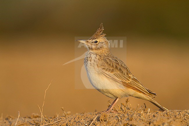 Maghreb Lark - Maghreb Lerche - Galerida macrorhyncha; ssp. macrorhyncha; Morocco; adult stock-image by Agami/Ralph Martin,