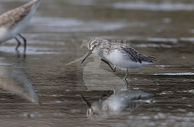 Broad-billed Sandpiper (Limicola falcinellus sibirica) wading in salt pans of Khok Kham in Thailand. stock-image by Agami/Brian Sullivan,