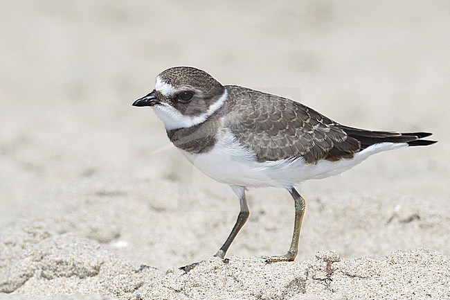 Juvenile
Los Angeles Co., CA
September 2010 stock-image by Agami/Brian E Small,