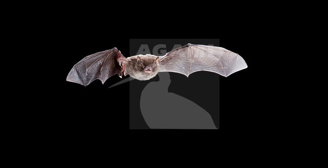 Watervleermuis vliegend, Daubenton's bat flying, stock-image by Agami/Theo Douma,