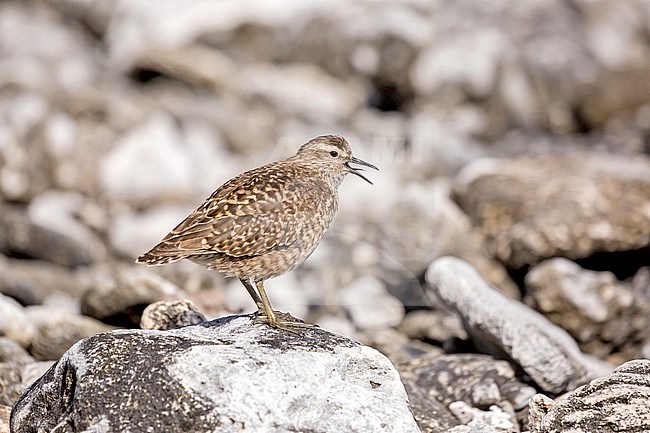 Tuamotu Sandpiper (Prosobonia parvirostris), an endemic wader native to the Tuamotu Islands in French Polynesia. stock-image by Agami/Pete Morris,