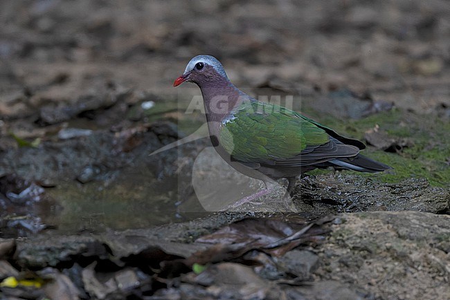 Asian Emerald Dove (Chalcophaps indica) at Kaeng Krachan NP, Thailand stock-image by Agami/David Monticelli,