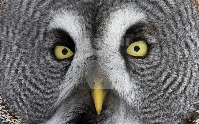 Laplanduil kop beeldvullend; Great Grey Owl head close-up stock-image by Agami/Markus Varesvuo,