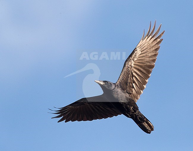 First-winter Rook (Corvus frugilegus) in flight during migration, showing underwing. stock-image by Agami/Marc Guyt,