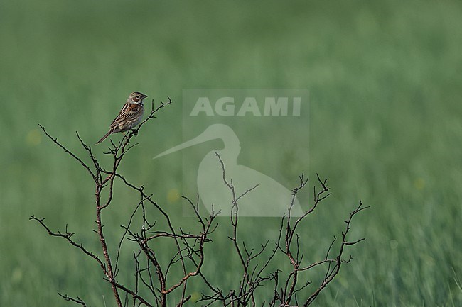 An adult male Chestnut-eared Bunting; Emberiza fucata ssp. fucata sitting on a freshly burned bush in the mongolian steppe of Dornod Aimag stock-image by Agami/Mathias Putze,