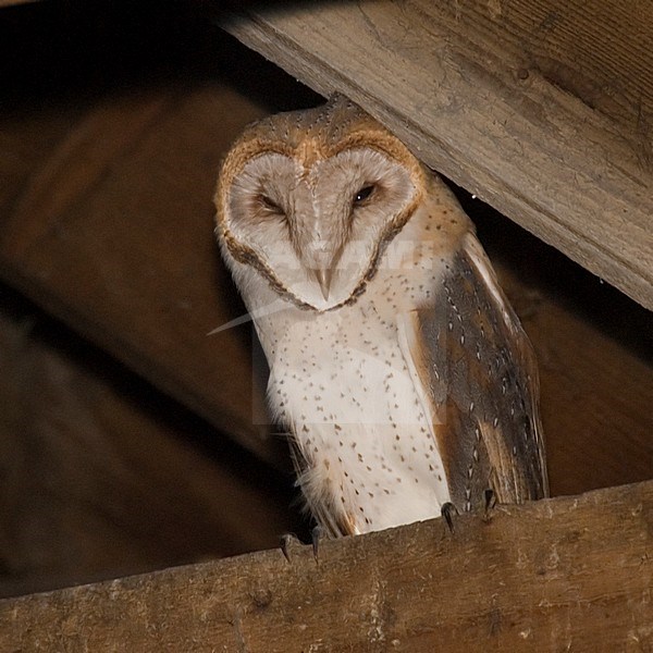 Kerkuil in schuur; Barn Owl in a barn stock-image by Agami/Han Bouwmeester,
