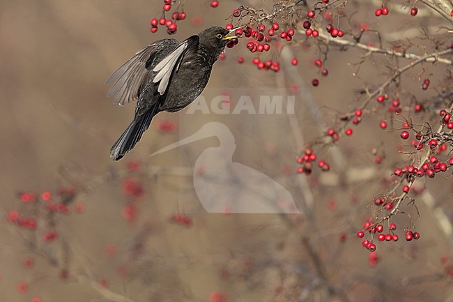 First-winter male Common Blackbird (Turdus merula) catching a berry on the wing at Rudersdal, Denmark stock-image by Agami/Helge Sorensen,