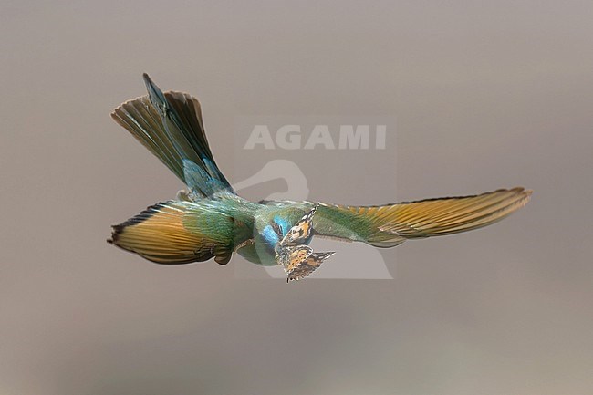 Adult Green bee-eater (Merops orientalis cyanophrys), also known as Arabian Green Bee-eater. Bird in flight, catching a Painted Lady Butterfly. stock-image by Agami/Kari Eischer,