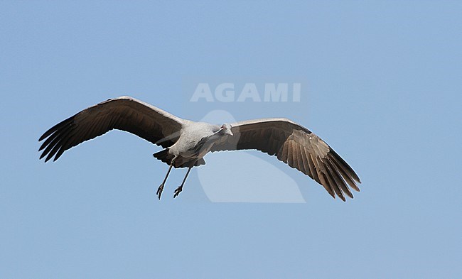 Jufferkraanvogel in vlucht; Demoiselle Crane (Anthropoides virgo) in flight stock-image by Agami/James Eaton,