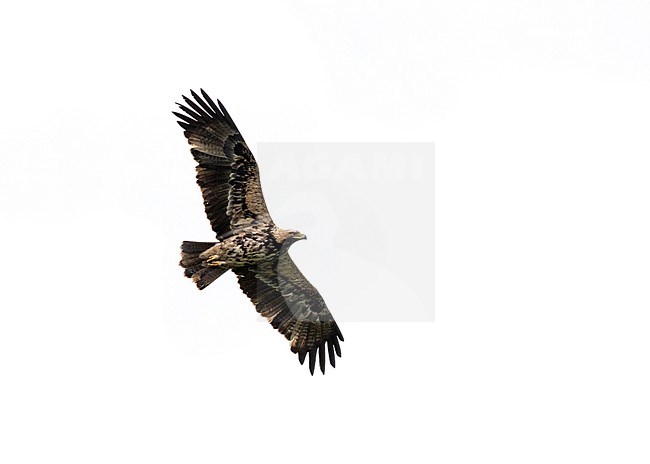 Fourth calendar year Eastern Imperial Eagle (Aquila heliaca) in flight over the Netherlands. Rare vagran, seen from below. stock-image by Agami/Edwin Winkel,