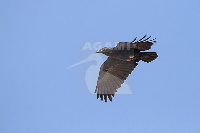 Fan-tailed Raven - Borstenrabe - Corvus rhipidurus, Oman stock-image by Agami/Ralph Martin,